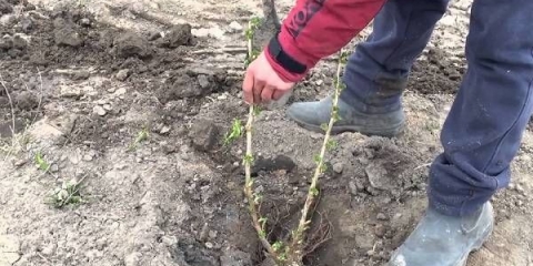 Kako presaditi kupine